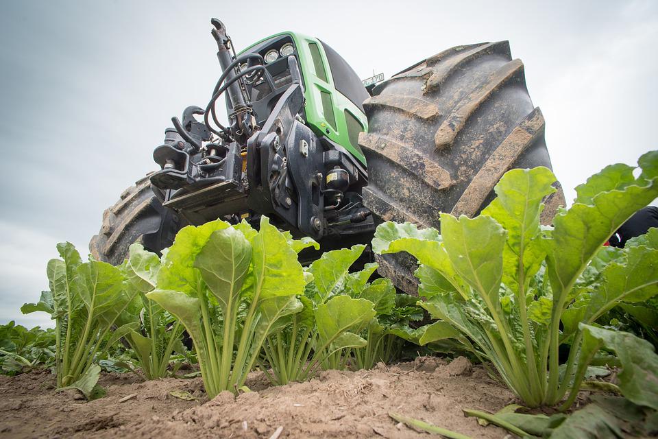 Valuable chemicals from sugar beet pulp 